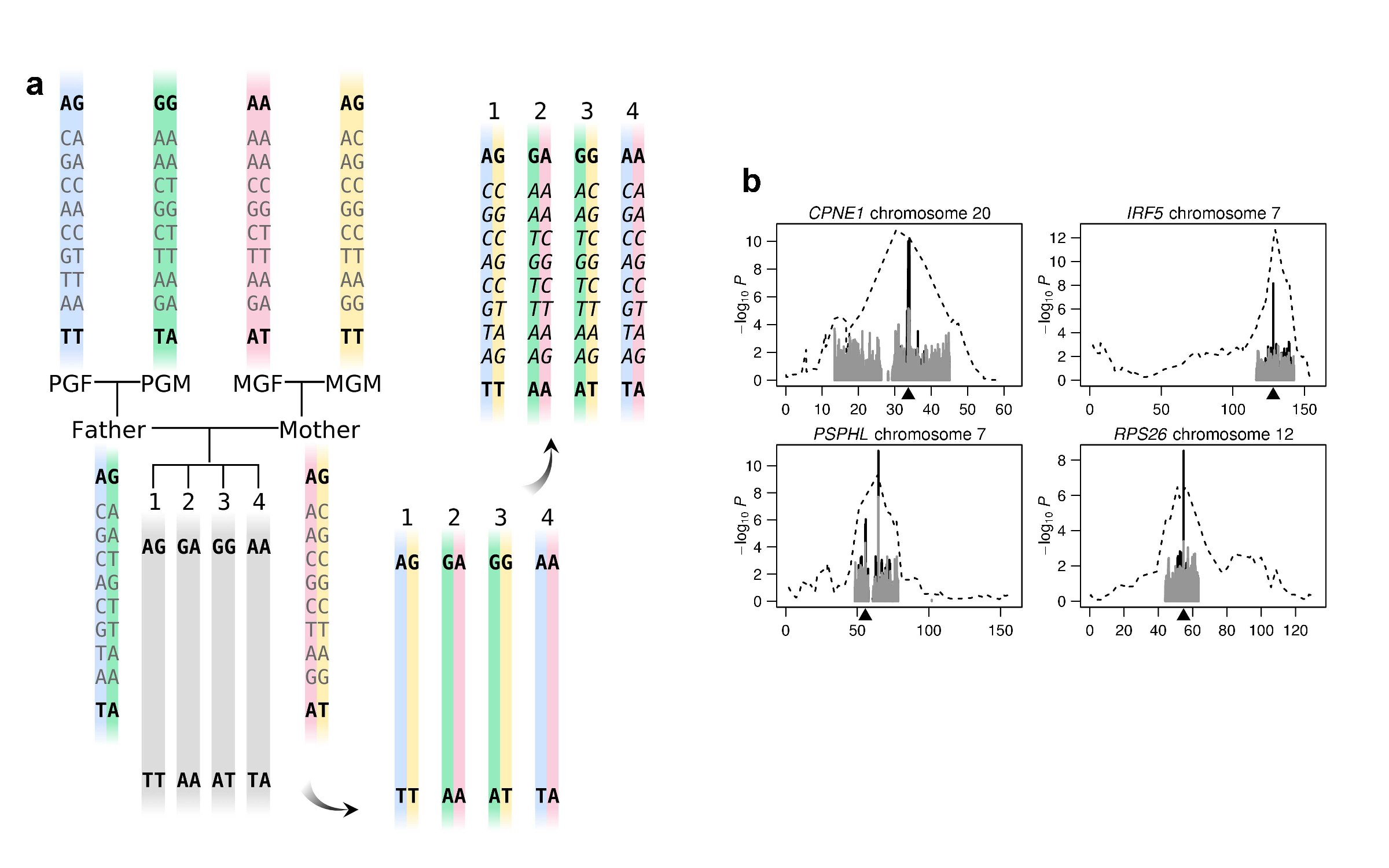 genotype inference